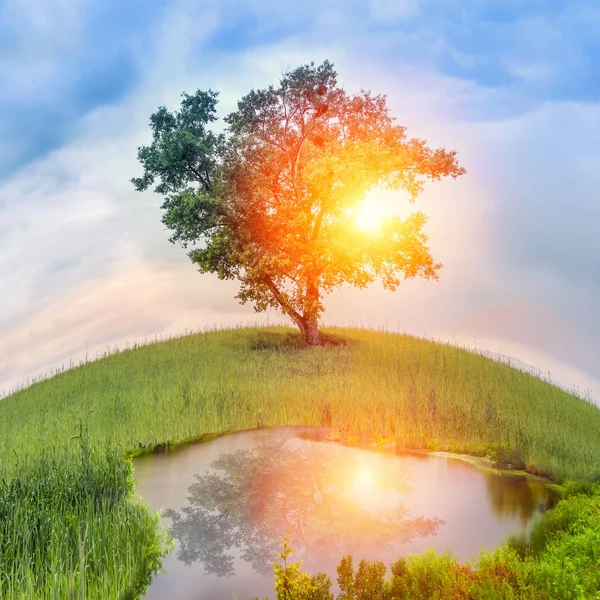 Çimenli tepe ve mavi gökyüzü bulutlar ve güneş ile yalnız ağacı — Stok fotoğraf