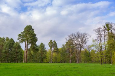 Güzel yaz yeşil çim ve mükemmel gökyüzü, yatay