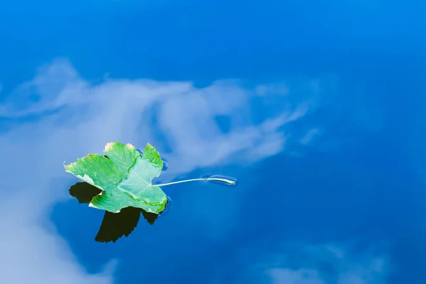 Folha de outono flutuando na reflexão da água do céu azul e nuvens brancas — Fotografia de Stock