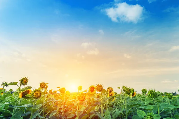 Zonnebloemen op het veld in de zomer — Stockfoto