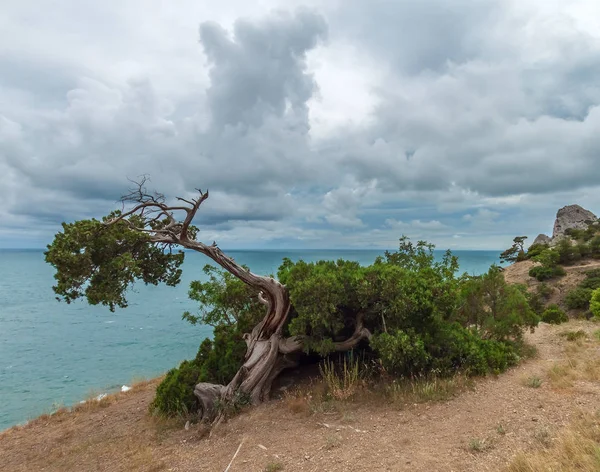 Морской пейзаж с камнями и деревом — стоковое фото