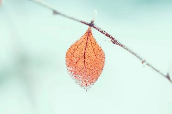 冰冻的冬季树 微距拍摄时小景深 — 图库照片