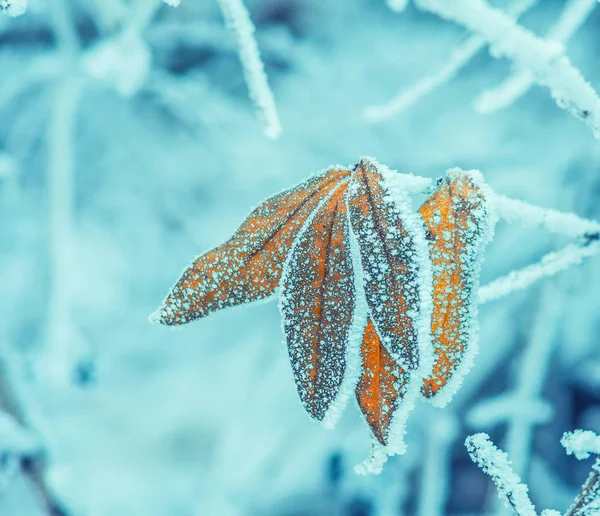 Albero Invernale Congelato Macro Shot Con Piccola Profondità Campo — Foto Stock