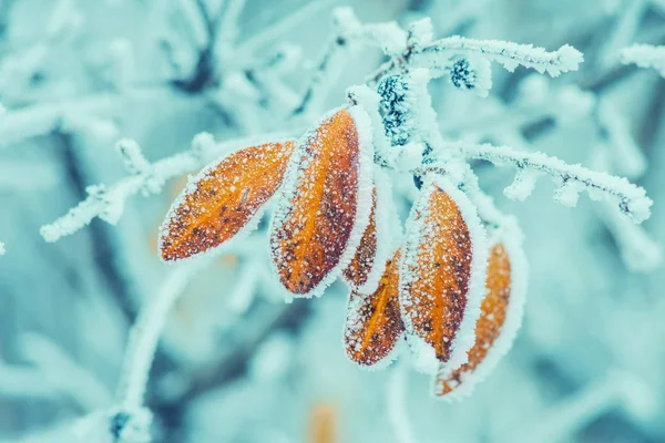 Замерзшая Зимняя Ёлка Макросъемка Небольшой Глубиной Резкости — стоковое фото