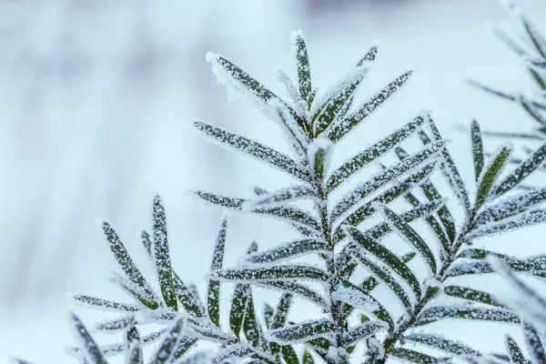 Mrożone Zimowe Drzewa Zdjęcia Makro Małej Głębi Ostrości — Zdjęcie stockowe