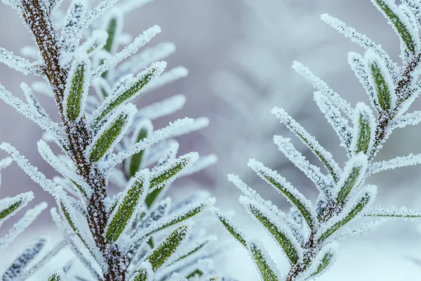 凍結する冬のツリー 小さな被写し界深度でマクロ撮影 — ストック写真