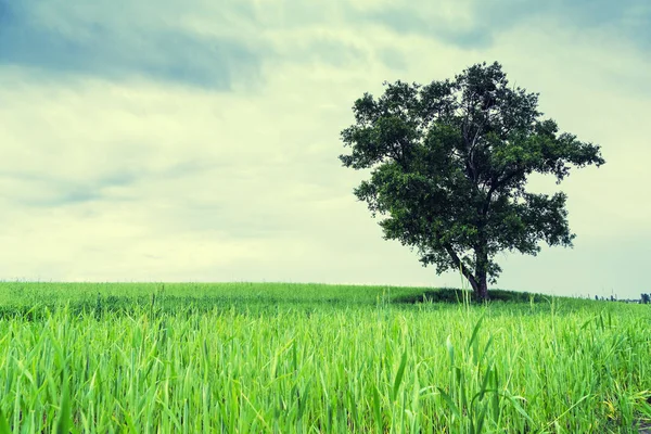 Een Akker Waarop Een Prachtige Hoge Eik Groeit Een Zomerlandschap — Stockfoto