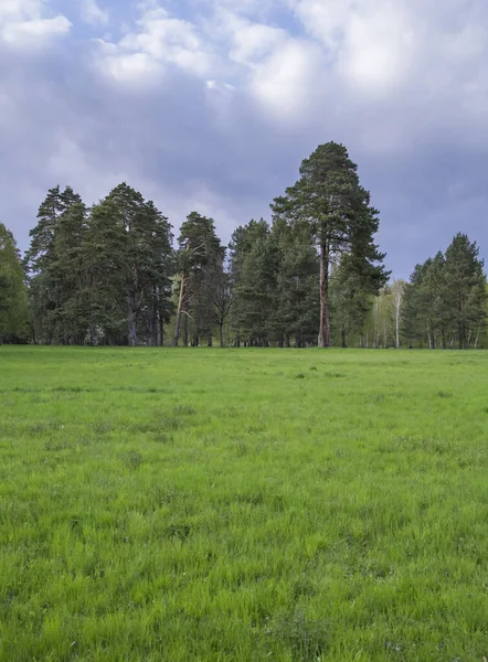 Landskap Gräs Fält Och Grön Miljö Offentlig Park — Stockfoto