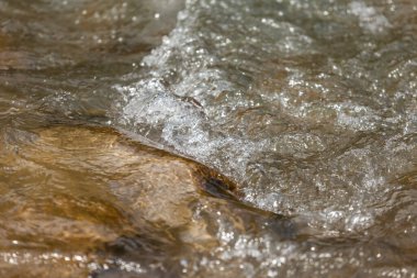 Karpat dağlarında şelale ve orman dereleri. 