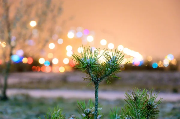 Landschaftskonzept einer nächtlichen Winterstadt. Foto von einem kleinen verschneiten Weihnachtsbaum auf der Straße. — Stockfoto