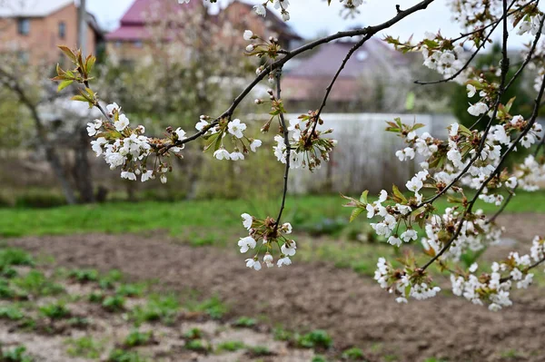 Photo Blossoming Tree Branch Spring Village — Stock Photo, Image