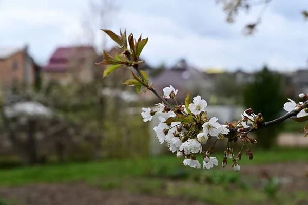 Foto Eines Blühenden Astes Frühling Dorf — Stockfoto