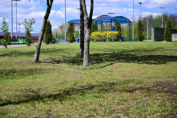 Foto Natura Verde Alberi Primavera Nel Parco Con Tempo Soleggiato — Foto Stock