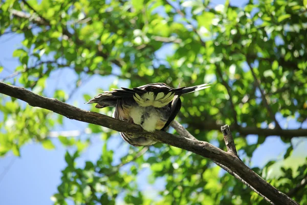 木の枝に座っている鳩 — ストック写真