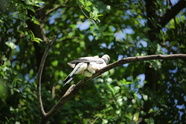 Pigeon assis sur la branche de l'arbre — Photo