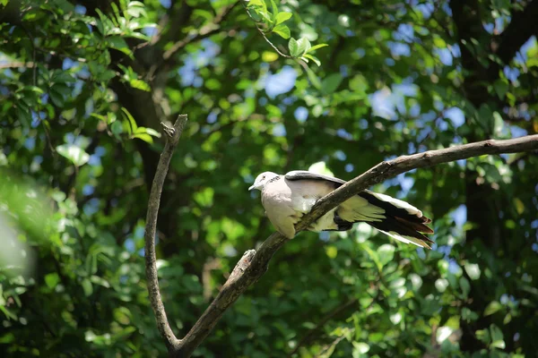 Pigeon sitting on tree branch — Stock Photo, Image