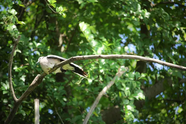 木の枝に座っている鳩 — ストック写真