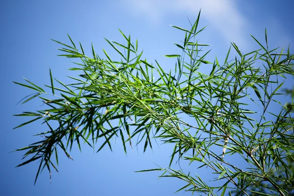 Bambu folha verde árvore — Fotografia de Stock