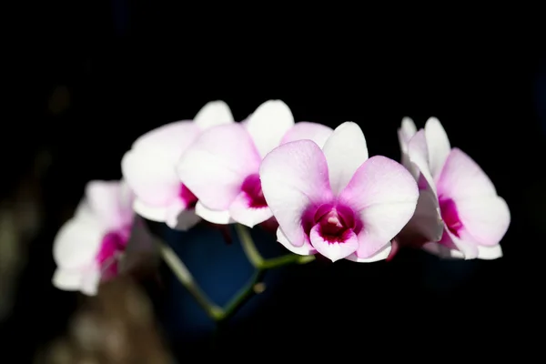 Weiße und weiche rosa Orchideenblume — Stockfoto