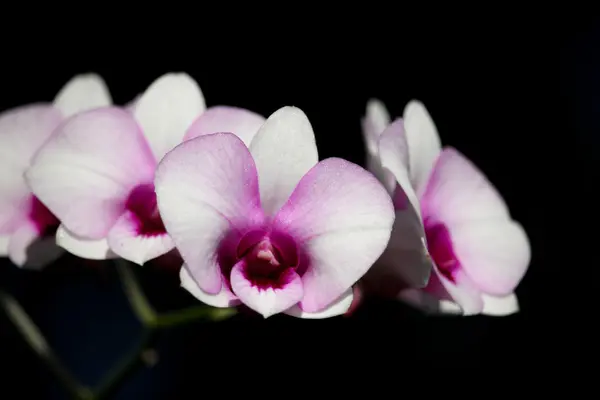 Weiße und weiche rosa Orchideenblume — Stockfoto
