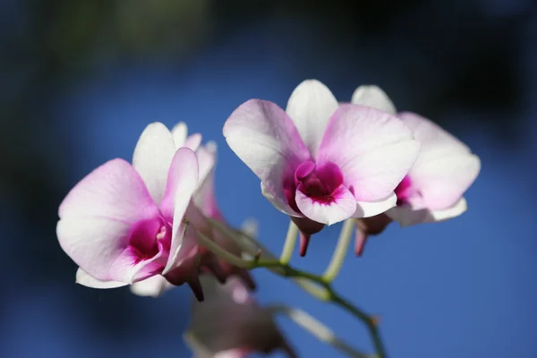 White and soft Pink orchid flower — Stock Photo, Image