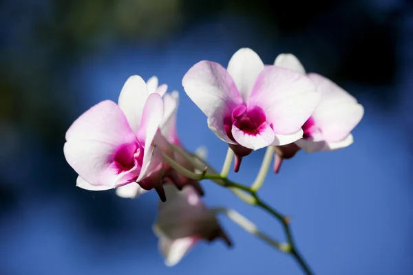 Weiße und weiche rosa Orchideenblume — Stockfoto