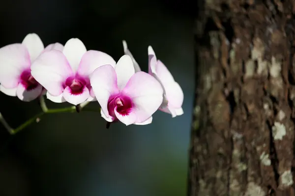 Weiße und weiche rosa Orchideenblume — Stockfoto