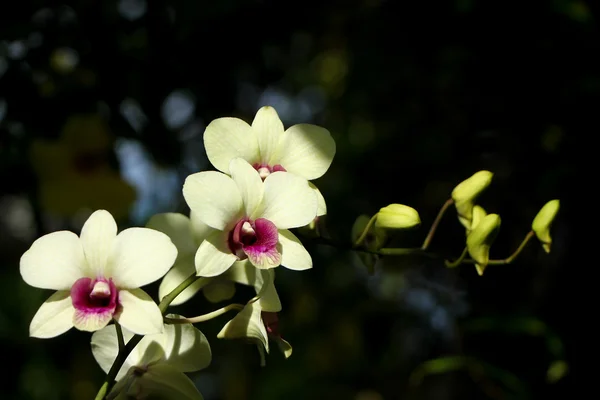 Yellow  and soft Pink orchid flower — Stock Photo, Image