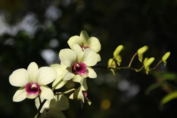 Gelbe und weiche rosa Orchideenblume — Stockfoto