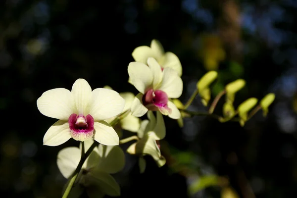 Gelbe und weiche rosa Orchideenblume — Stockfoto