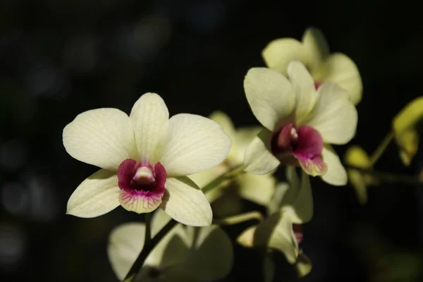 Gelbe und weiche rosa Orchideenblume — Stockfoto
