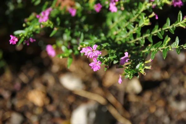 Küçük yanlış heather çiçek — Stok fotoğraf