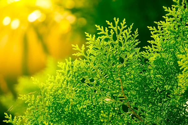 Folha verde de pinheiro — Fotografia de Stock