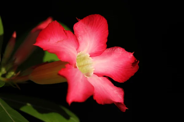 Gül pembe çöl çiçek — Stok fotoğraf