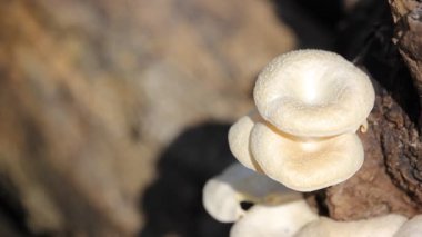 Beyaz mantar büyüyen