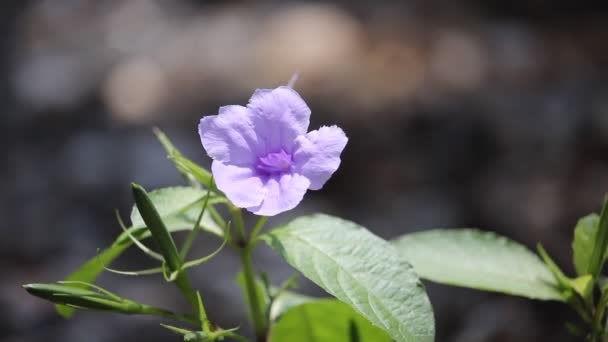 Veilchen Morgenruhm Blume — Stockvideo