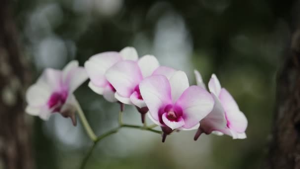 Flor de orquídea rosa branca e macia — Vídeo de Stock