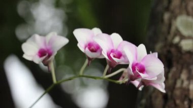 Beyaz ve yumuşak pembe orkide çiçek