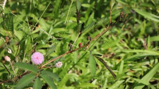 Roze bloem van Mimosa pudica — Stockvideo
