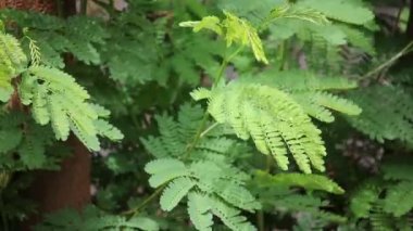 Genç yaprak at demirhindi ağaç