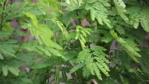 Young Leaf of Horse tamarind tree — Stock Video