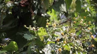 Tik ağacı, beyaz ve sarı çiçek