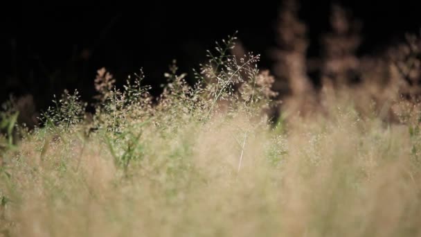Gros plan Fleur d'herbe — Video