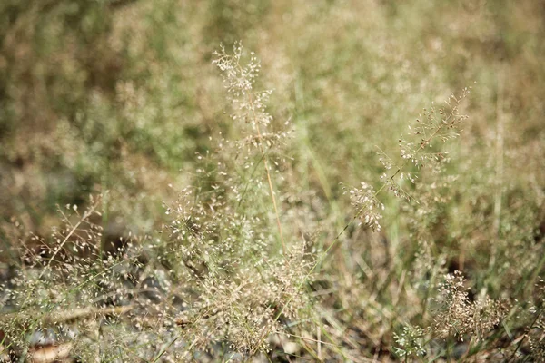 Marrón con flor de hierba verde — Foto de Stock