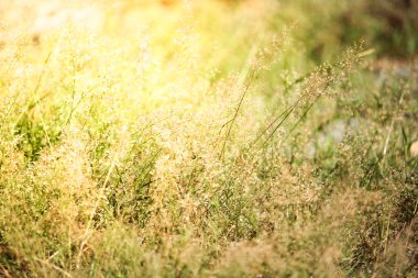  Kahverengi yeşil çimen çiçek 