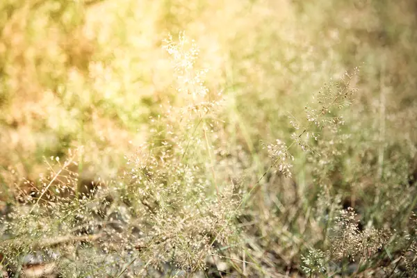 그린 잔디 꽃 브라운 — 스톡 사진