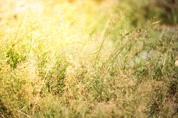 그린 잔디 꽃 브라운 — 스톡 사진