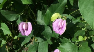 Mor Kelebek bezelye çiçek