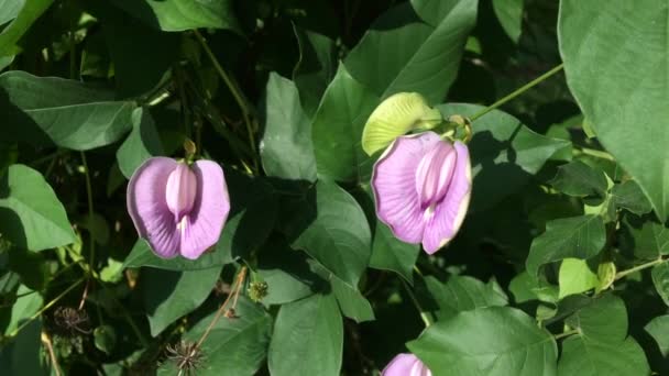 Violeta flor de guisante mariposa — Vídeos de Stock