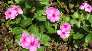 Yumuşak pembe Catharanthus çevresi çiçek